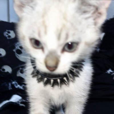 🔪Sam🔪さんのプロフィール画像
