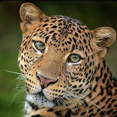 mariapolitca's profile picture. 𝐀𝐈 𝐏𝐄𝐋𝐎 𝐀𝐌𝐎𝐑 𝐃𝐄 𝐃𝐄𝐔𝐒, 𝐄𝐔 𝐓Ô 𝐂𝐎𝐌 𝐃𝐎𝐑 𝐃𝐄 𝐂𝐀𝐁𝐄Ç𝐀𝐀𝐀𝐀!
☕