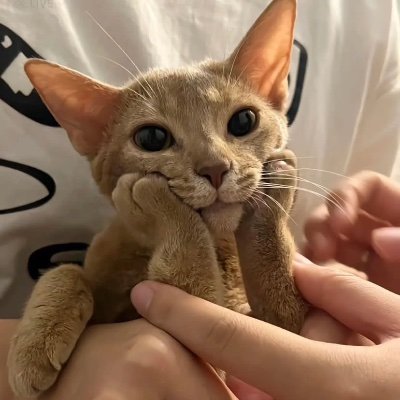 FlippinFrogz's profile picture. 27 | ribbit | she/her | DMs open