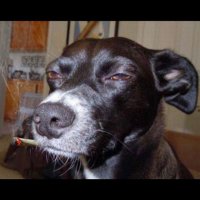 El Perro Que Fuma. (@que_fuma) 's Twitter Profile Photo El Perro Que Fuma. (@que_fuma) 's Twitter Profile Photo