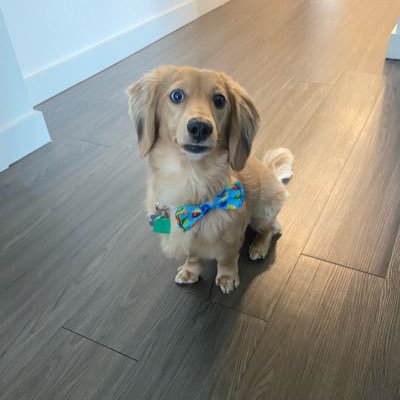 ClarkeTheWeen's profile picture. Always looking concerned, always looking cute.