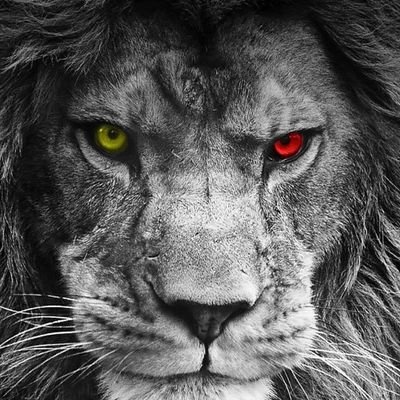 BayramKzlt14524's profile picture. 