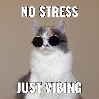 Apenas um gato que semeia o caos entre os humanos.
Não temos compromisso com a verdade!
Salve Eris!