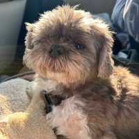 CosmoP123 (@joeyp119) 's Twitter Profile