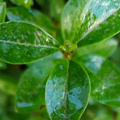 GreenImpul40149's profile picture. 