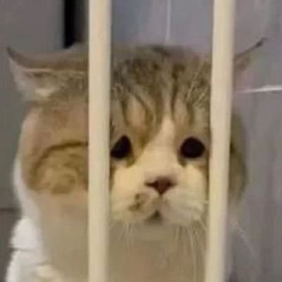 babypeonyarai's profile picture. 