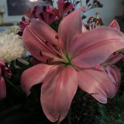 homkura's profile picture. 