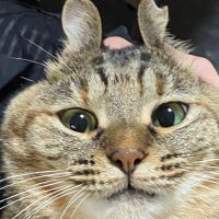きばごん (@45isbat3c240072) 's Twitter Profile