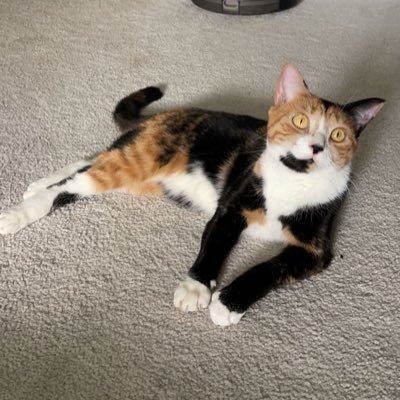 Mark13712074's profile picture. Catnip and Stocks