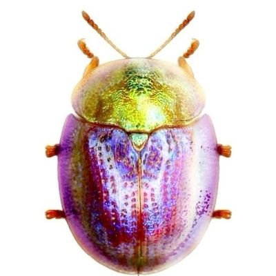 chiquitatima's profile picture. 