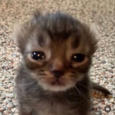 Alex_an_derp's profile picture. Hi I’m Alex