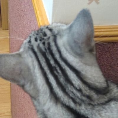 bzdaisuki178san's profile picture. 北海道在住。オカルト好き。幼少時より不思議な体験多目。INFJ-a型。
神社仏閣参拝大好きだが御朱印集め目的では無い。
音楽はH.RやH.M好き。
B'zやスピッツのライブ参戦がライフワーク。今推し→ぽみそしる、ネフライト、ゴラクバの3人！動物全般大好き。DMは基本やりとりをした事ある人にしか返事しません。