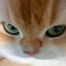 shoyorenn's profile picture. pusing