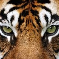 El Trigre Libertario (@tigreliberal) 's Twitter Profile