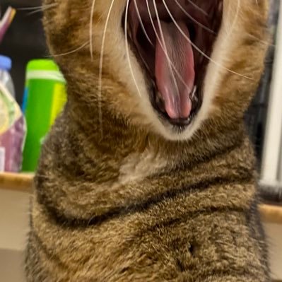 movingtofu's profile picture. 