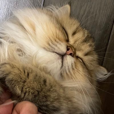 ヒメちゃんを飼ってます /猫好きさんと繋がりたい/第五人格動画YouTube→Tojooチャンネル/占い師/欲しリス→https://t.co/drbosaeE4oミラティブ配信者/グルメな主/TikTok→ senakun.0315