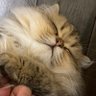 Tojoodayo's profile picture. ヒメちゃんを飼ってます /猫好きさんと繋がりたい/第五人格動画YouTube→Tojooチャンネル/占い師/欲しリス→https://t.co/drbosaeE4oミラティブ配信者/グルメな主/TikTok→ senakun.0315