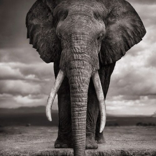 adriendx's profile picture. 