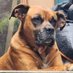 Disgruntled Ol' Boxer (@randomidtent) Twitter profile photo Disgruntled Ol' Boxer (@randomidtent) Twitter profile photo