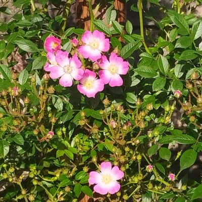 k38348's profile picture. ヨギー🧘‍♀️🌳
迷惑害人は自分の国に帰れ！
日本を汚すな！