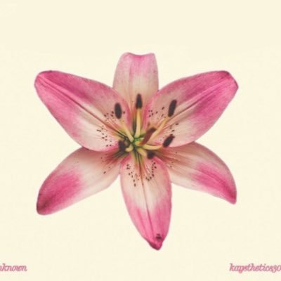 layansab_'s profile picture. @IAU_KSA - #HIMT223 Specialist in progress - Active Member of the CPH Club