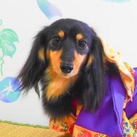 Cutekun (@cutekun3315) 's Twitter Profile