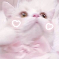 γγγπ°π§ (@qpfl_s2) 's Twitter Profile