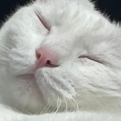 nap_ymuc02157's profile picture. 勉強しろ