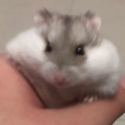 深夜吃口饭🍽️ (@shenge141441) / Posts / X