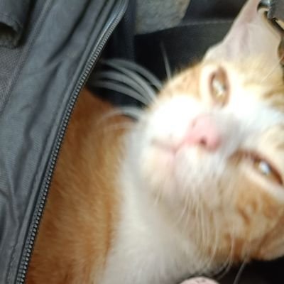 kookooaa44's profile picture. 「生きていたいよ」「生きて痛いよ」どっちだ？