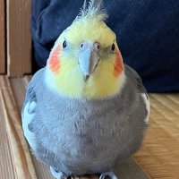 ゆ (@yuu10_jp) 's Twitter Profile