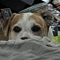 drana the dragon #SaveDeadBoyDetectives (@scholar_ximara) 's Twitter Profile Photo