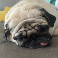 Cachorro Cansado (@cachorroexausto) 's Twitter Profile Photo Cachorro Cansado (@cachorroexausto) 's Twitter Profile Photo