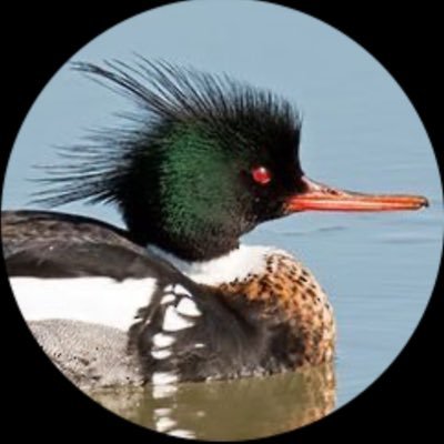 hiraethzzzz's profile picture. 