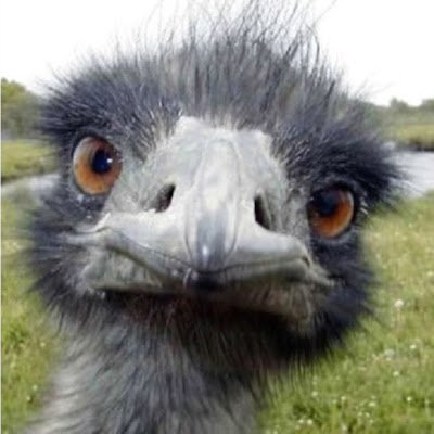 smfinch178926's profile picture. 