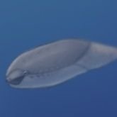 柑忒 (@22zygvmps3phwwz) 's Twitter Profile