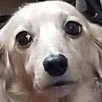 カッツオ (@kagarissu) Twitter profile photo