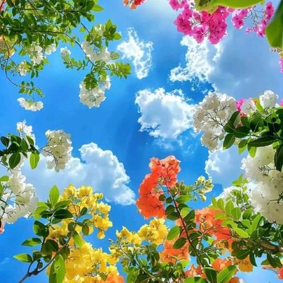 BadshaSiyam's profile picture. 