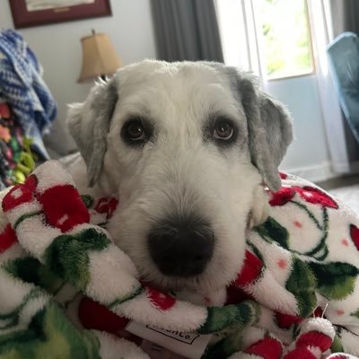 RazorbackNut59's profile picture. Hog fan true and true