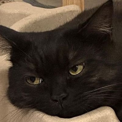 GIWGVS1's profile picture. ._.