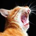 cato (@mewomeowissopro) Twitter profile photo cato (@mewomeowissopro) Twitter profile photo