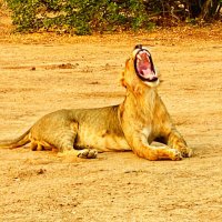 Africans for Wildlife (@africa4wildlife) 's Twitter Profile