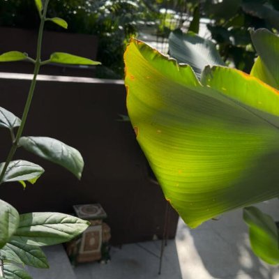 Carita_89p's profile picture. 一枚一枚の葉も、一輪の花も、命についての物語を語っています。🌱☘🍀