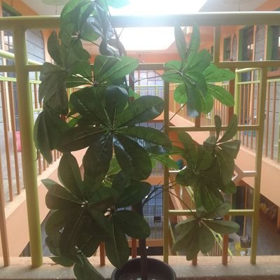 AllanElegw75951's profile picture. 