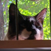 Homero (@dbarjs) 's Twitter Profile