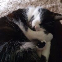 Mousey (@linettegen39765) 's Twitter Profile