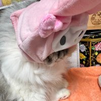 ⛩️おひつ🐶💋 (@amam_neko_uma) 's Twitter Profile