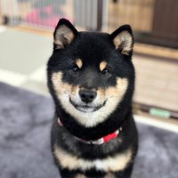 黒柴あかふく (@akahuku_811) Twitter profile photo