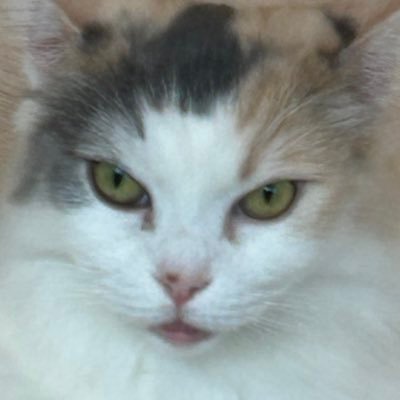 まくら のアバター