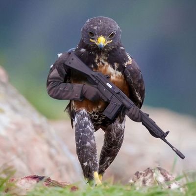The_Hawk00025's profile picture. 